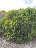 Image of Eremophila oldfieldii subsp. angustifolia (S. Moore) Chinnock