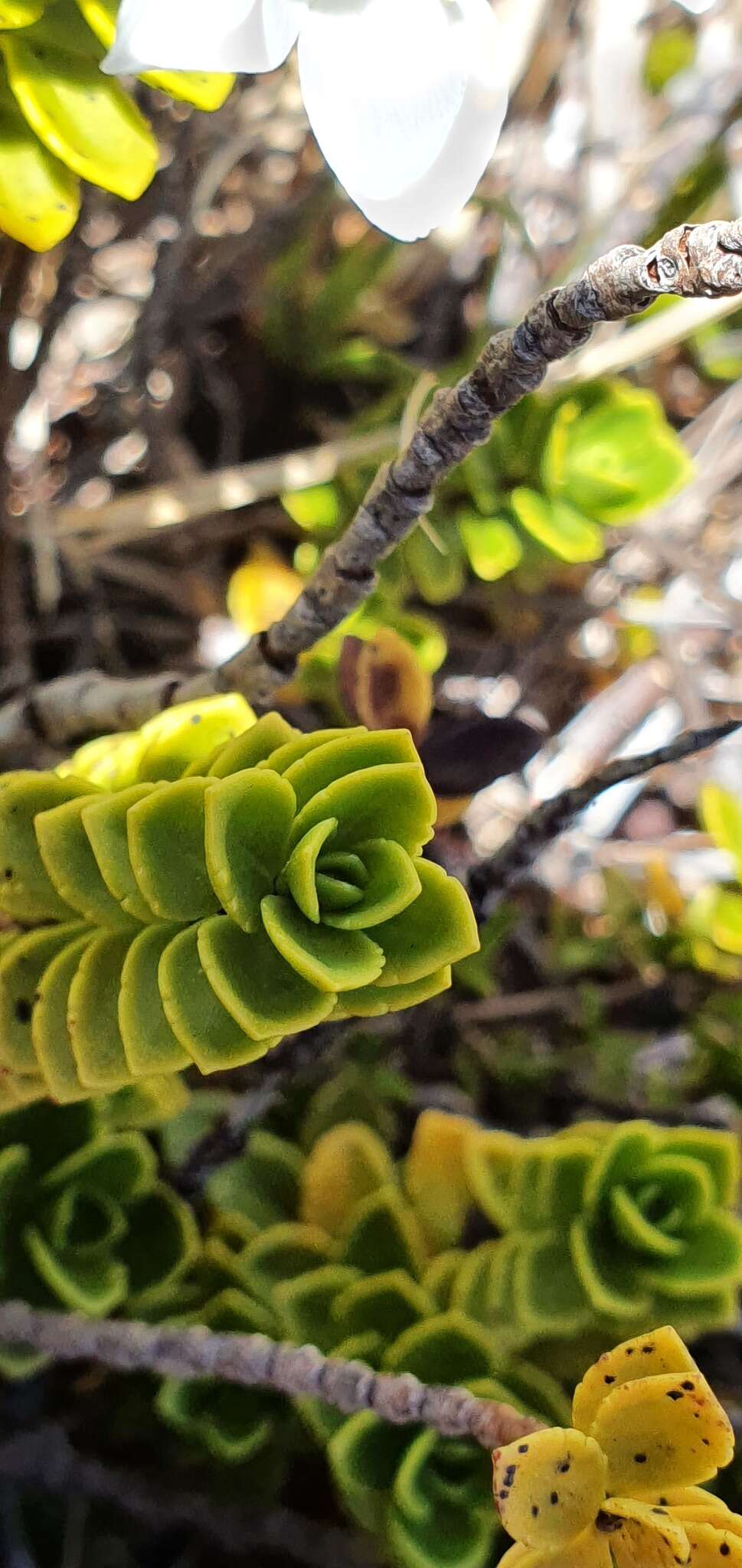 Image of Veronica macrantha var. brachyphylla Cheesem.