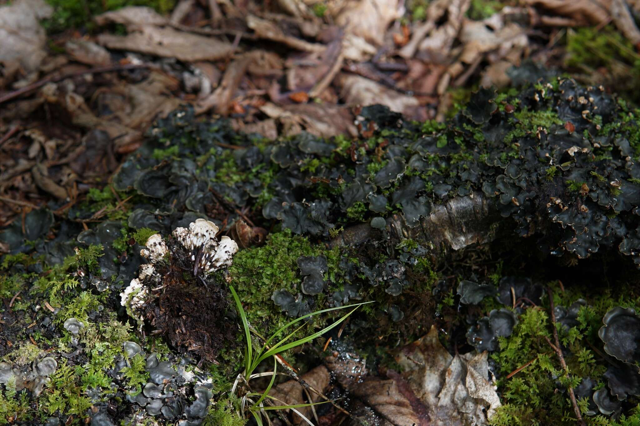 Image of Flat-fruited pelt;   Horizontal felt lichen