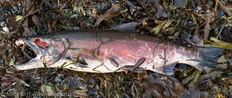 Image of Coho Salmon