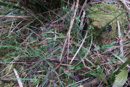 Image of Three-horned bird orchid