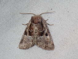 Image of Meropleon ambifusca Newman 1948