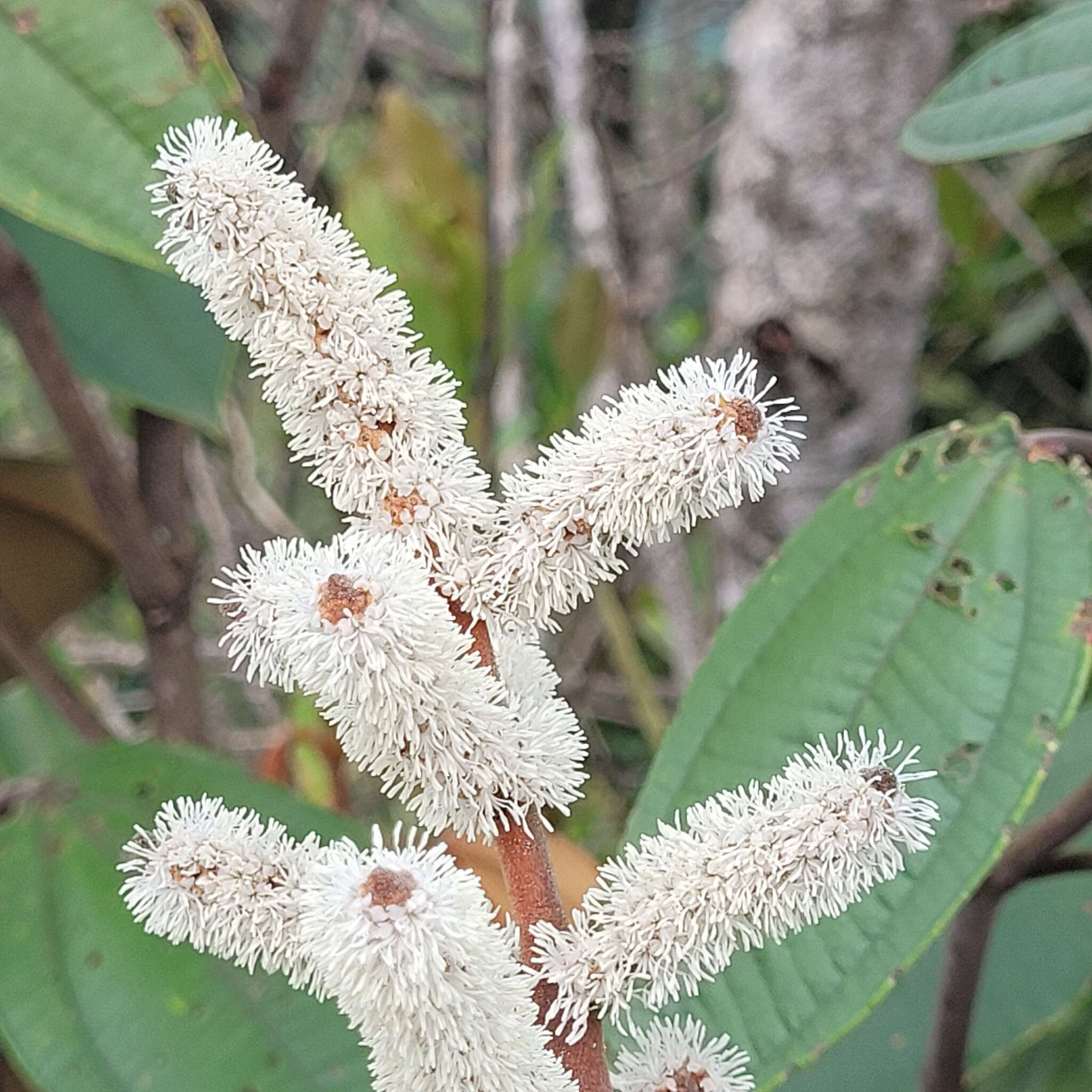 Image of Miconia corallina Spring