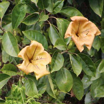 Image of Hawaiian Lily