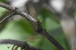 Image of Xestoleptura tibialis (Le Conte 1850)