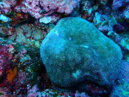 Image de Porites lobata Dana 1846