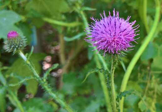 Слика од Carduus crispus subsp. crispus