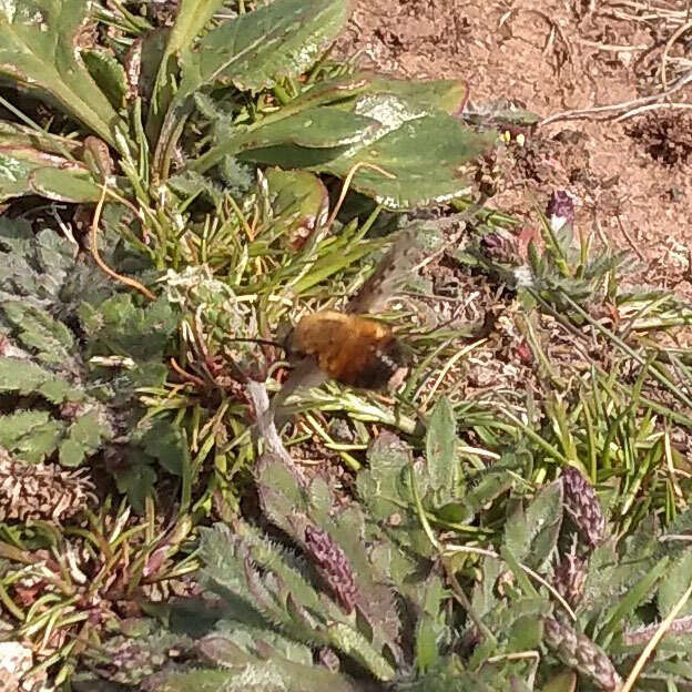 Image de Bombylius discolor Mikan 1796