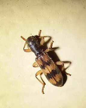 Image of Cymatodera undulata (Say 1825)