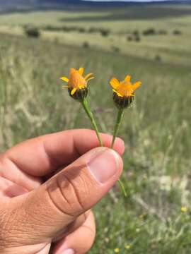 Image of Wright's dogweed