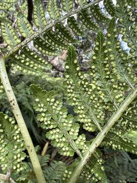 Image of Hawaii Potato Fern