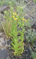 Pulicaria scabra (Thunb.) Druce resmi