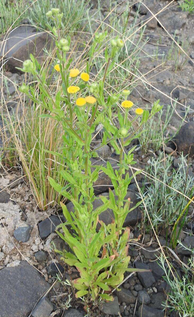 Imagem de Pulicaria scabra (Thunb.) Druce