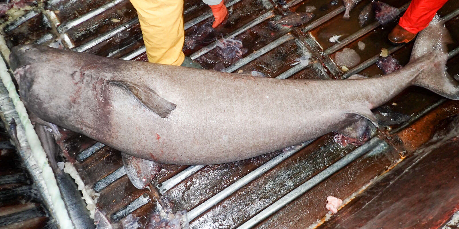 Image of sleeper shark