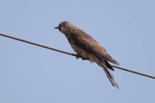 Image of Common Hawk Cuckoo