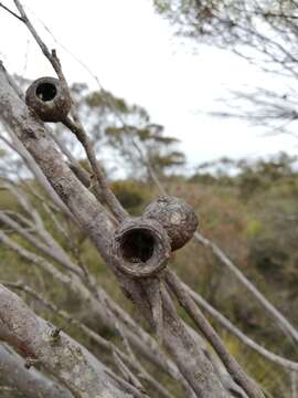 Image of Eucalyptus buprestium F. Müll.