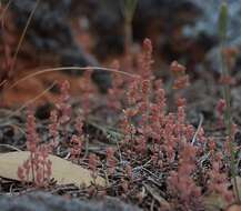 Crassula colorata (Nees) Ostenf. resmi