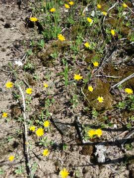 Image of Dwarf dandelion