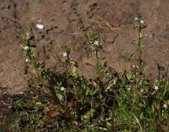 Image of hairy purslane speedwell