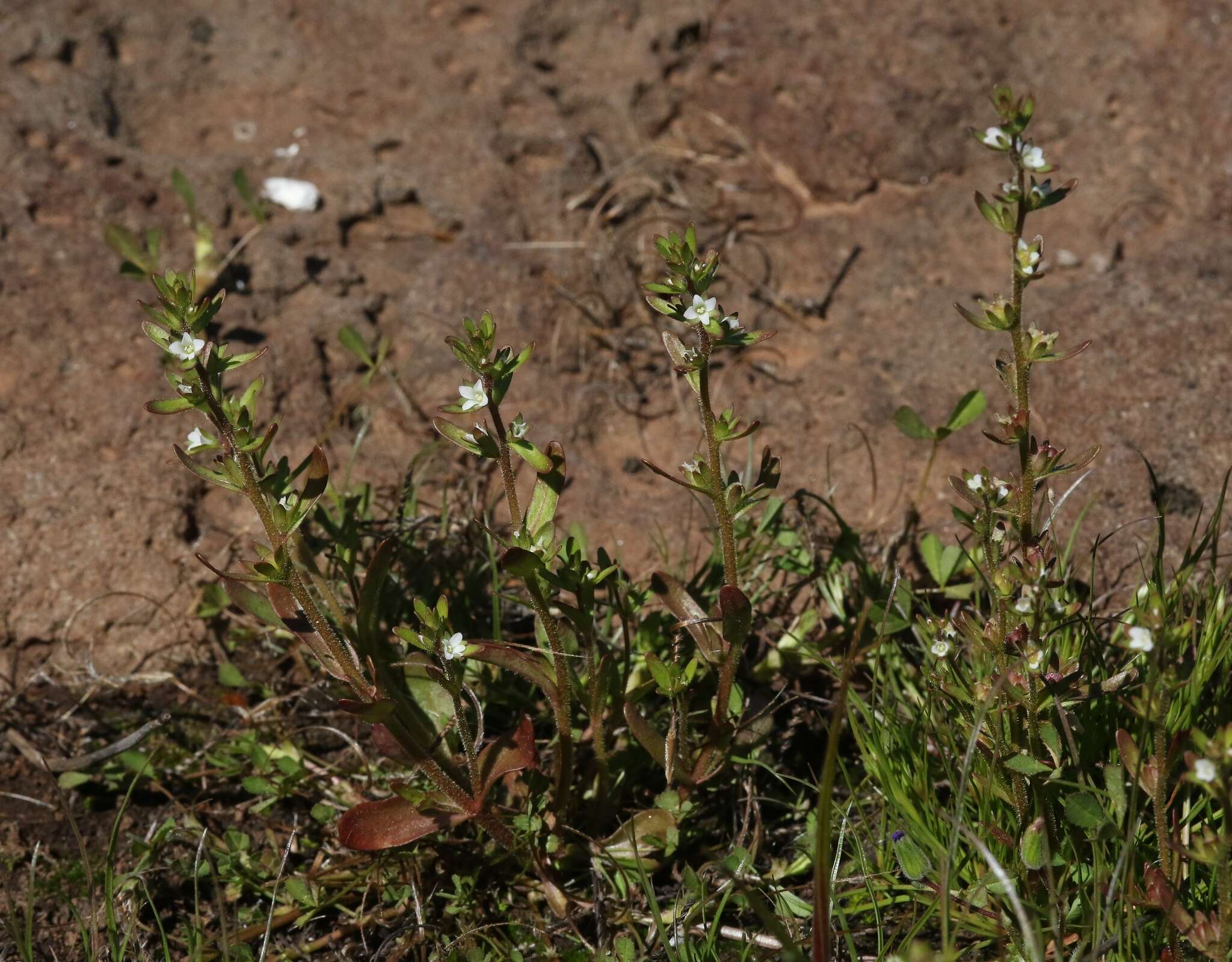 Image of hairy purslane speedwell