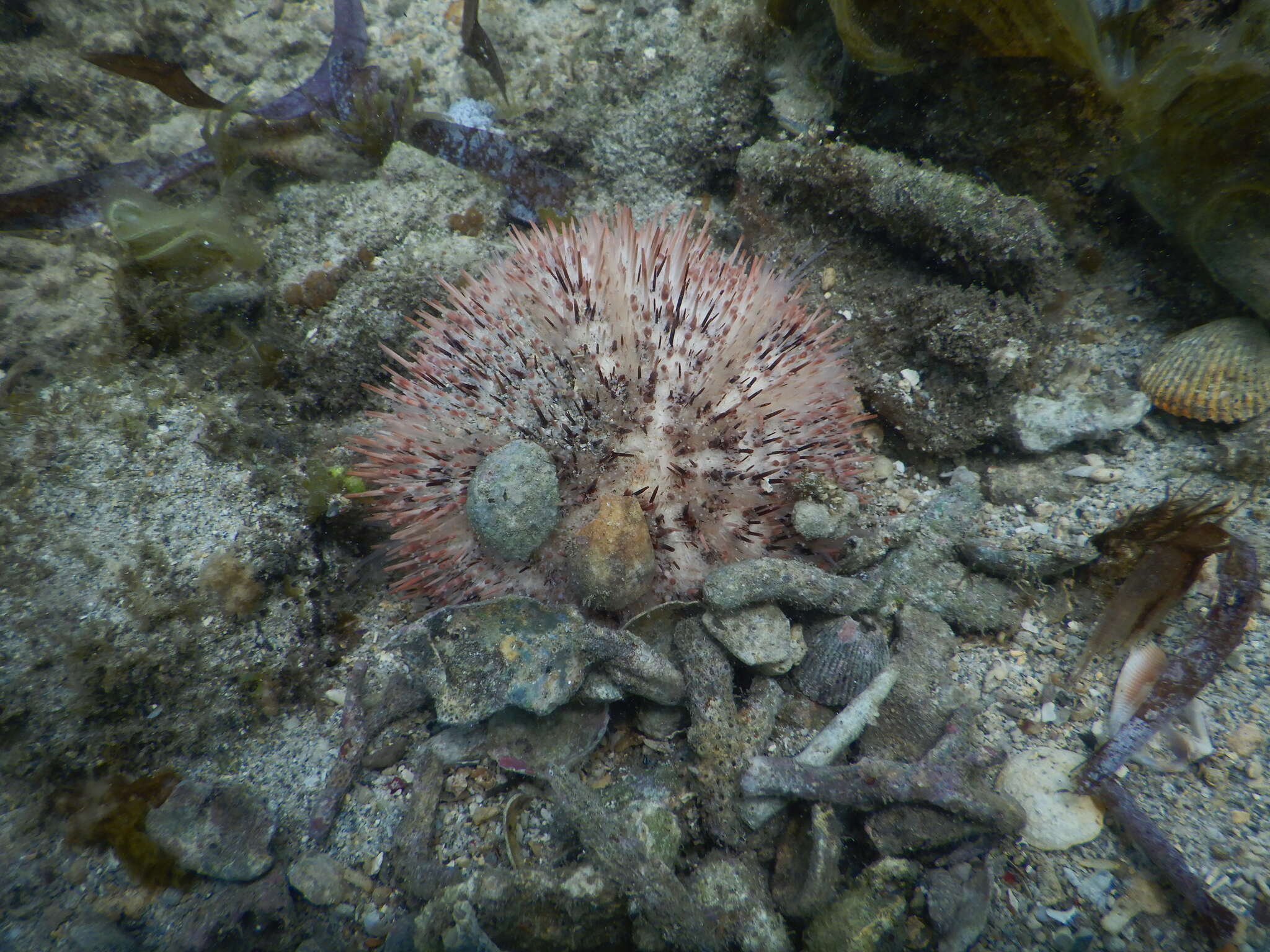 Image of Pseudoboletia maculata Troschel 1869