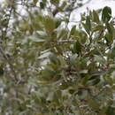 Image of brandegee oak