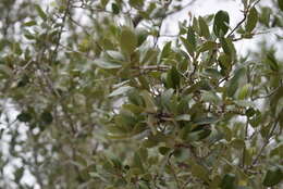 Image of brandegee oak