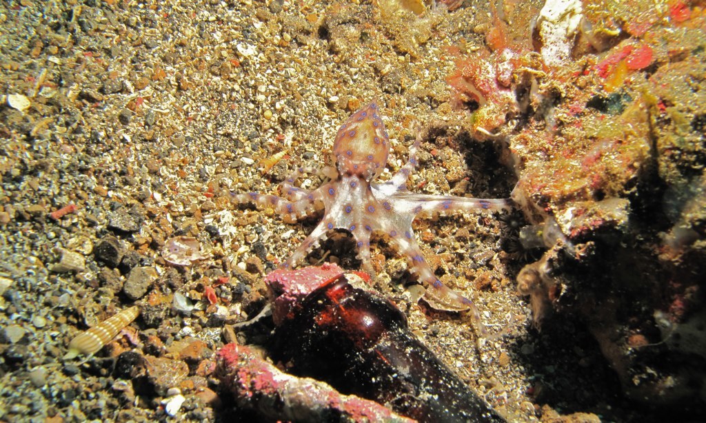 Image of Southern blue-ringed octopus