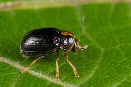 Sivun <i>Cryptocephalus decemmaculatus</i> kuva