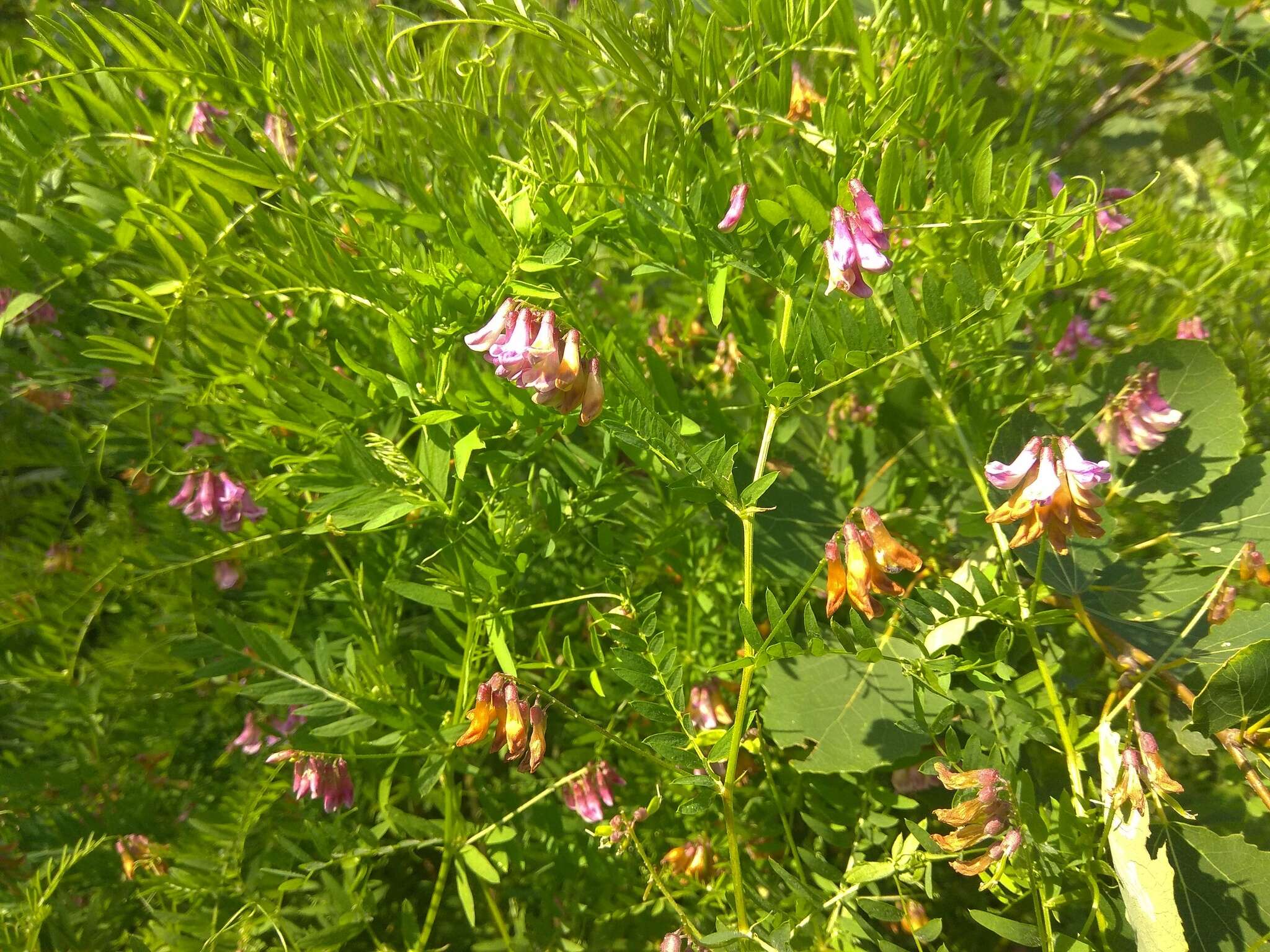 Imagem de Vicia megalotropis Ledeb.