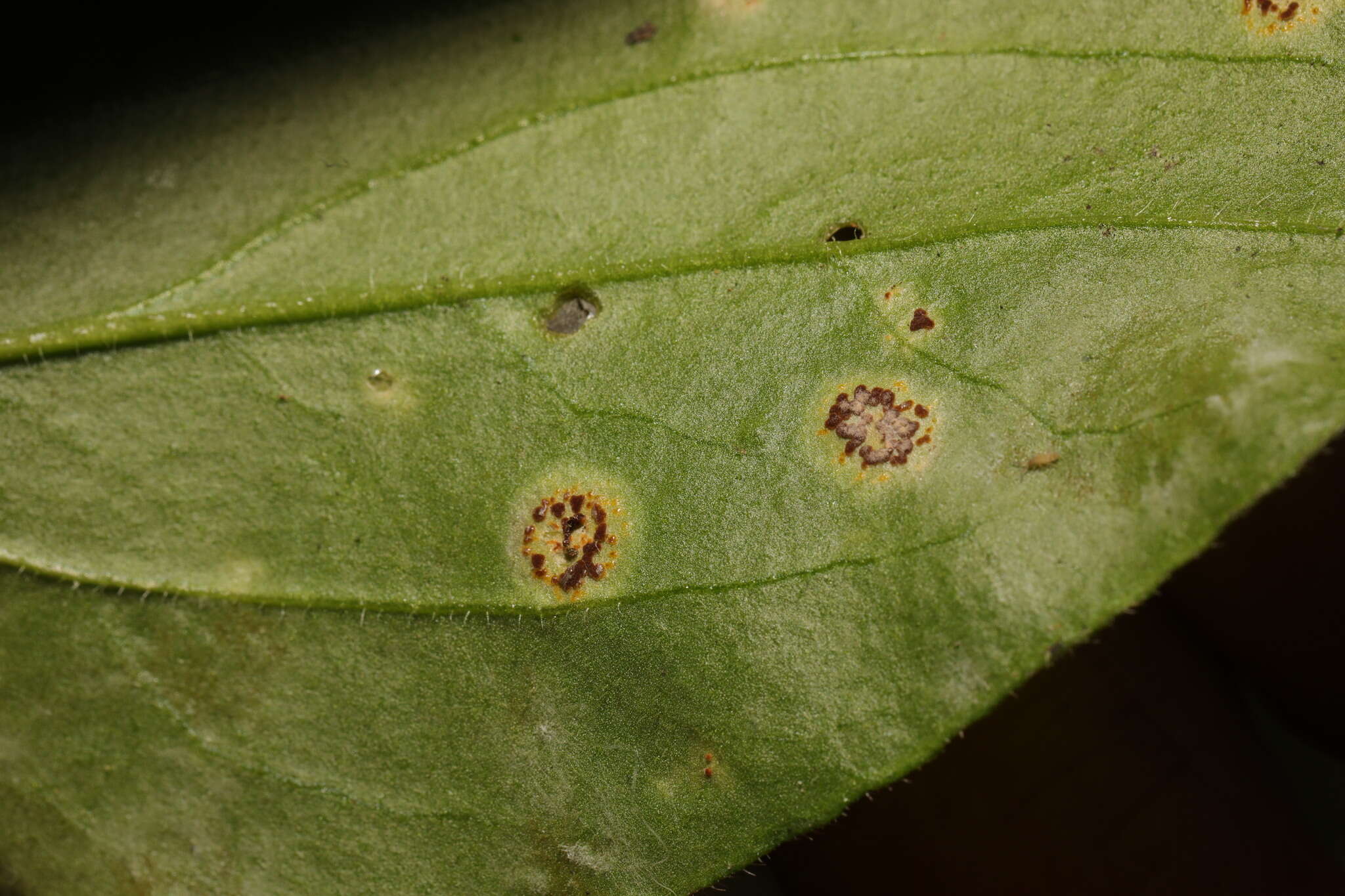 Image de Puccinia arenariae (Schumach.) J. Schröt. 1880