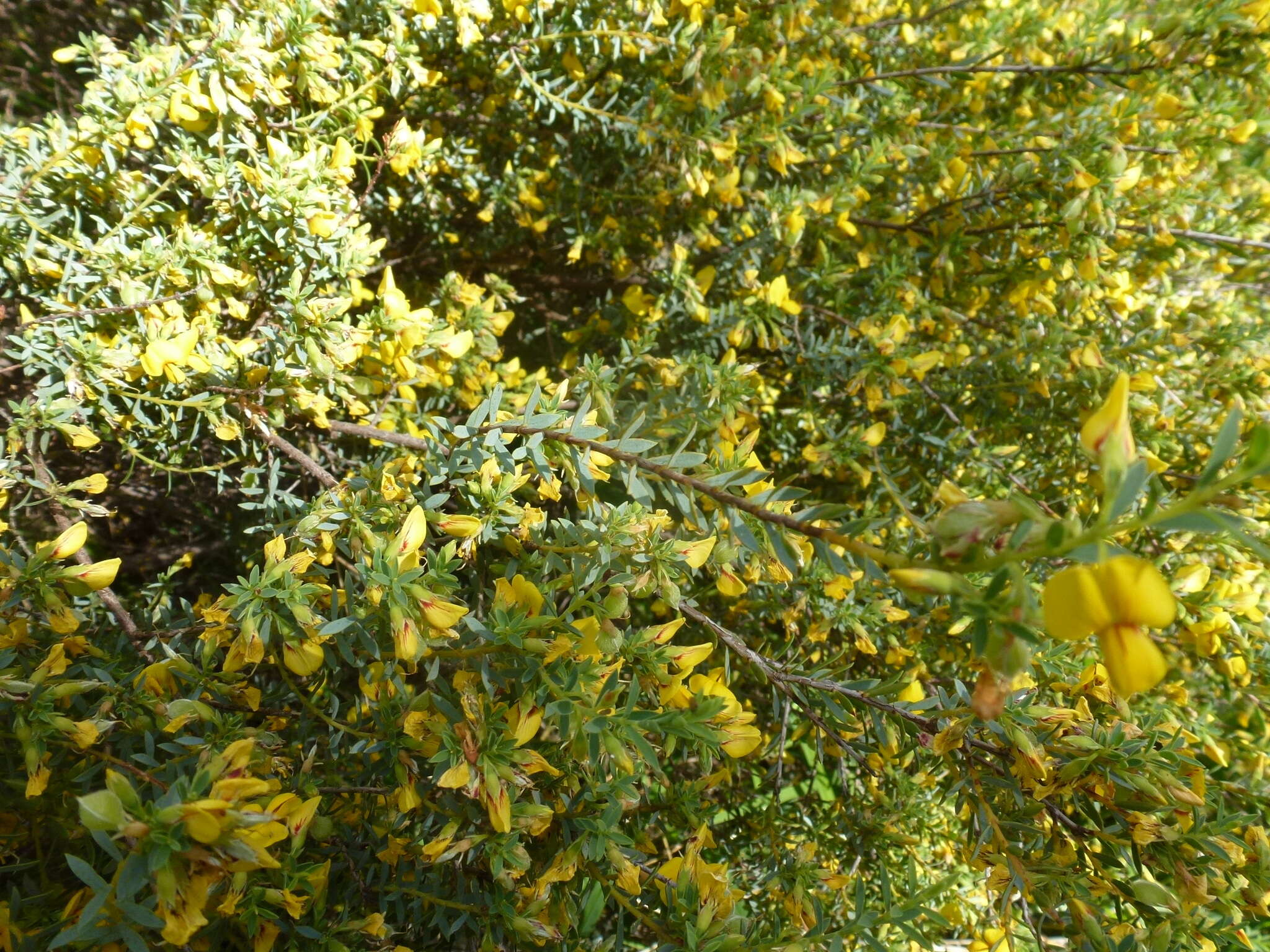 Image of Eutaxia microphylla (R. Br.) J. M. Black