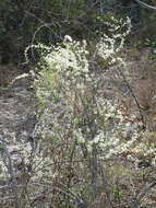 Image of African asparagus