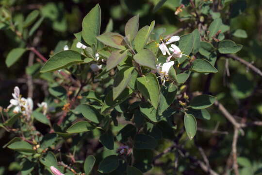 Image of blueleaf honeysuckle