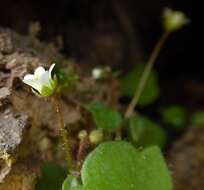 Imagem de Saxifraga hederacea L.