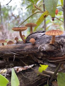 Imagem de Heliocybe