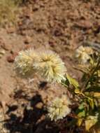 Image of Ptilotus auriculifolius (Moq.) F. Müll.