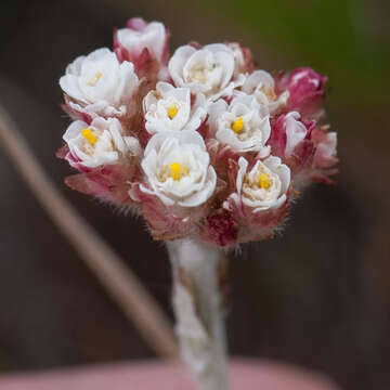 Image of Anaxeton asperum (Thunb.) DC.