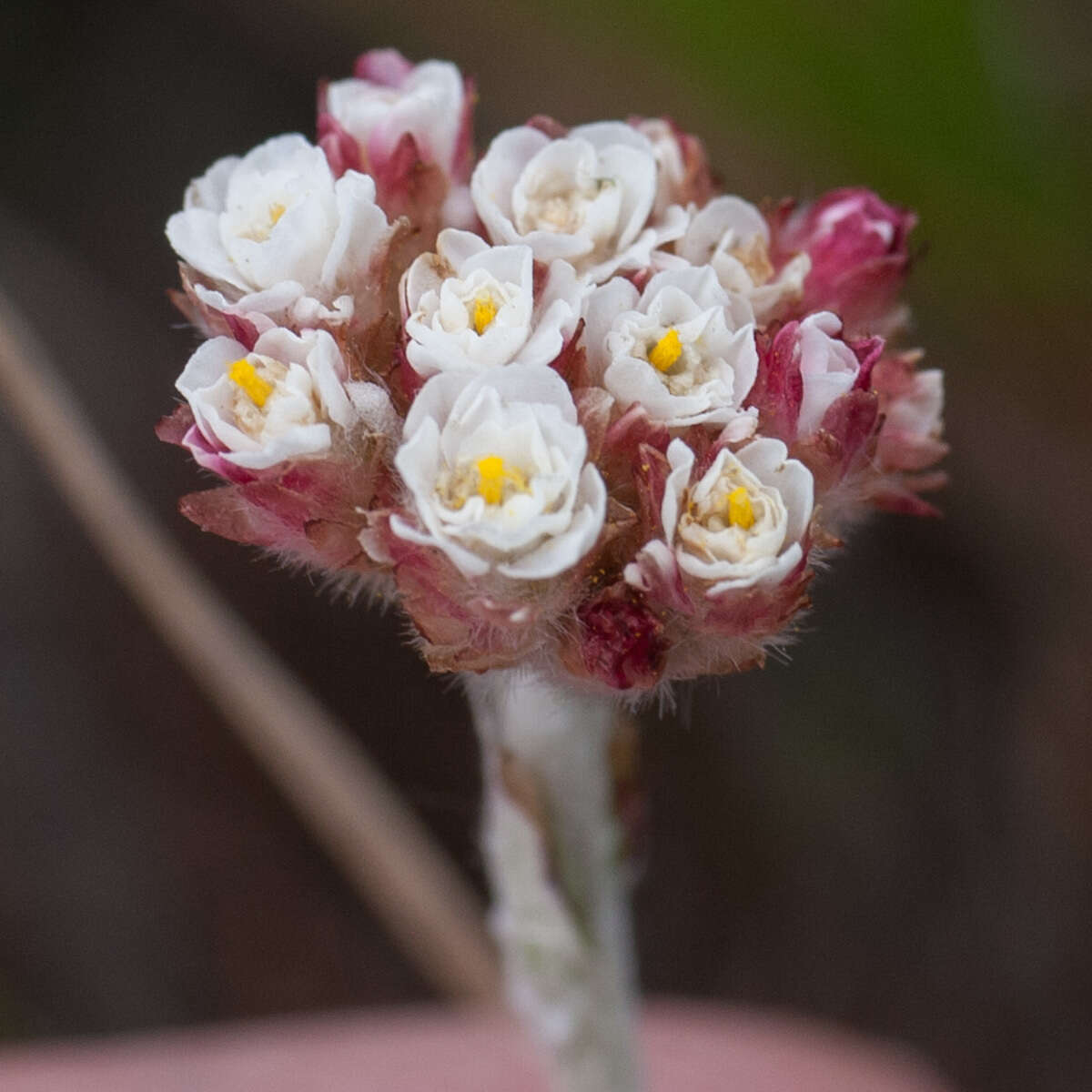 Image of Anaxeton asperum subsp. asperum