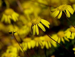 Image of Euryops annuus Compton