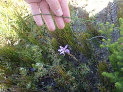 Image of Moraea australis (Goldblatt) Goldblatt