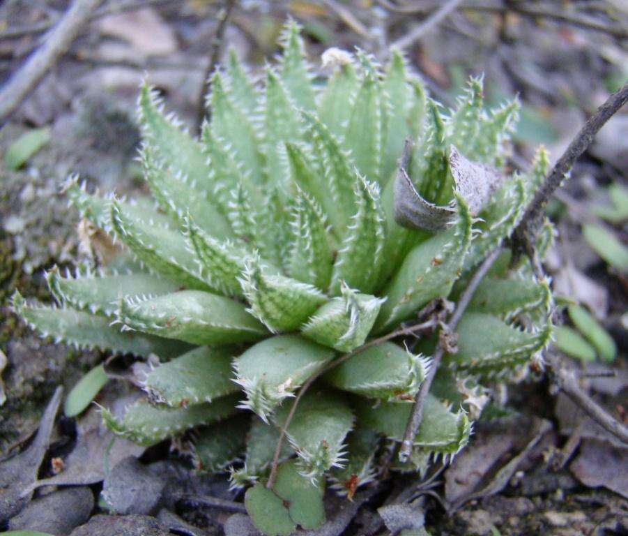 Image of Haworthia herbacea var. herbacea