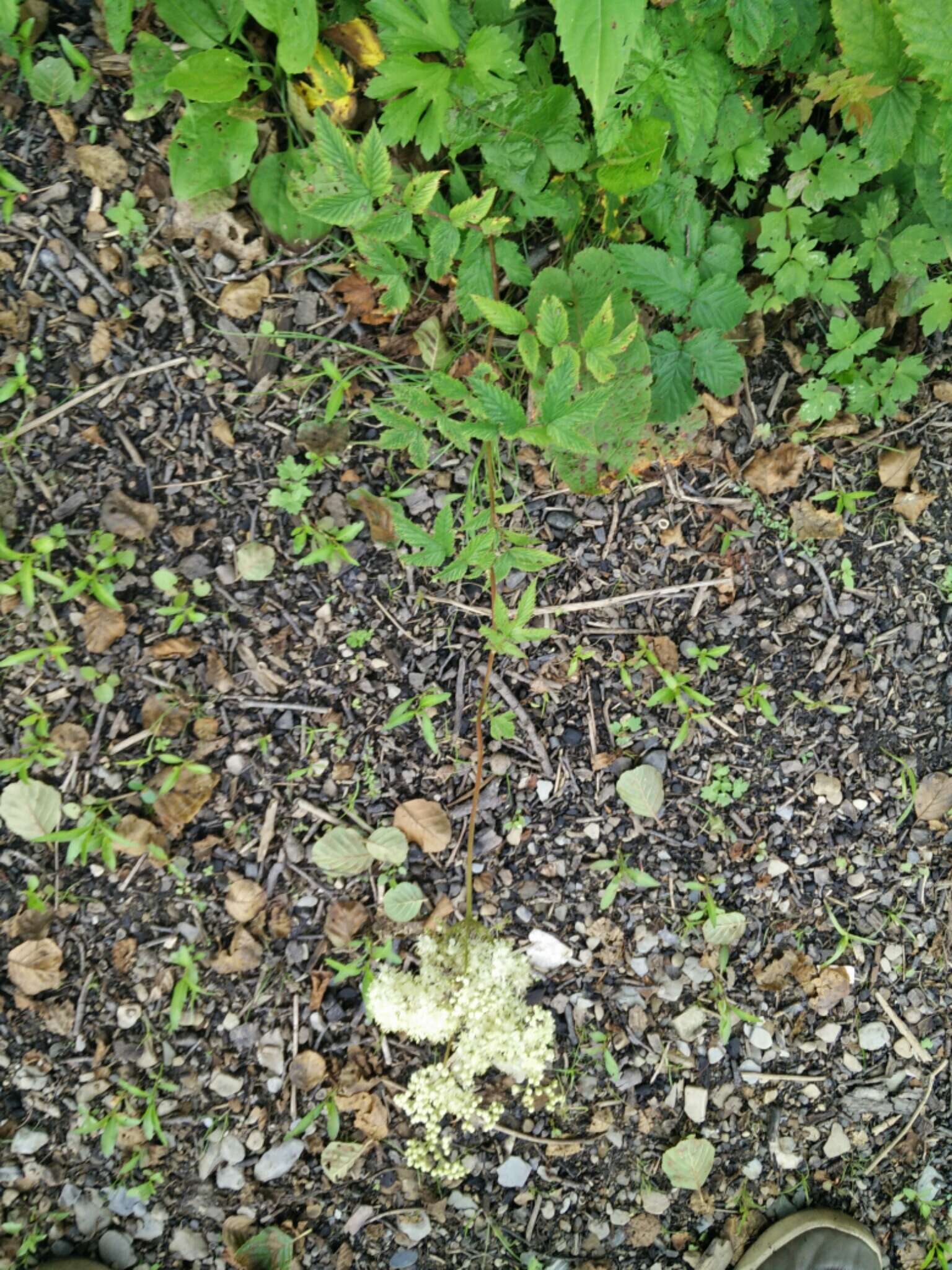 Image of Meadowsweet