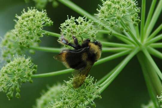 Image of <i>Bombus mckayi</i> Ashmead