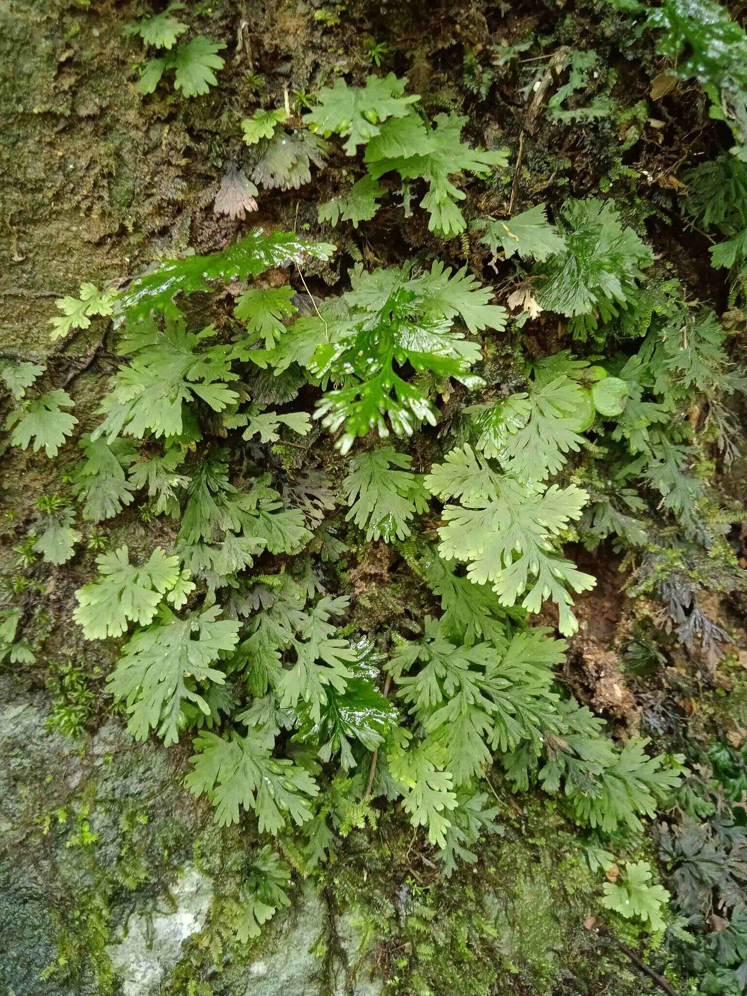 Image of two-dotted bristle fern