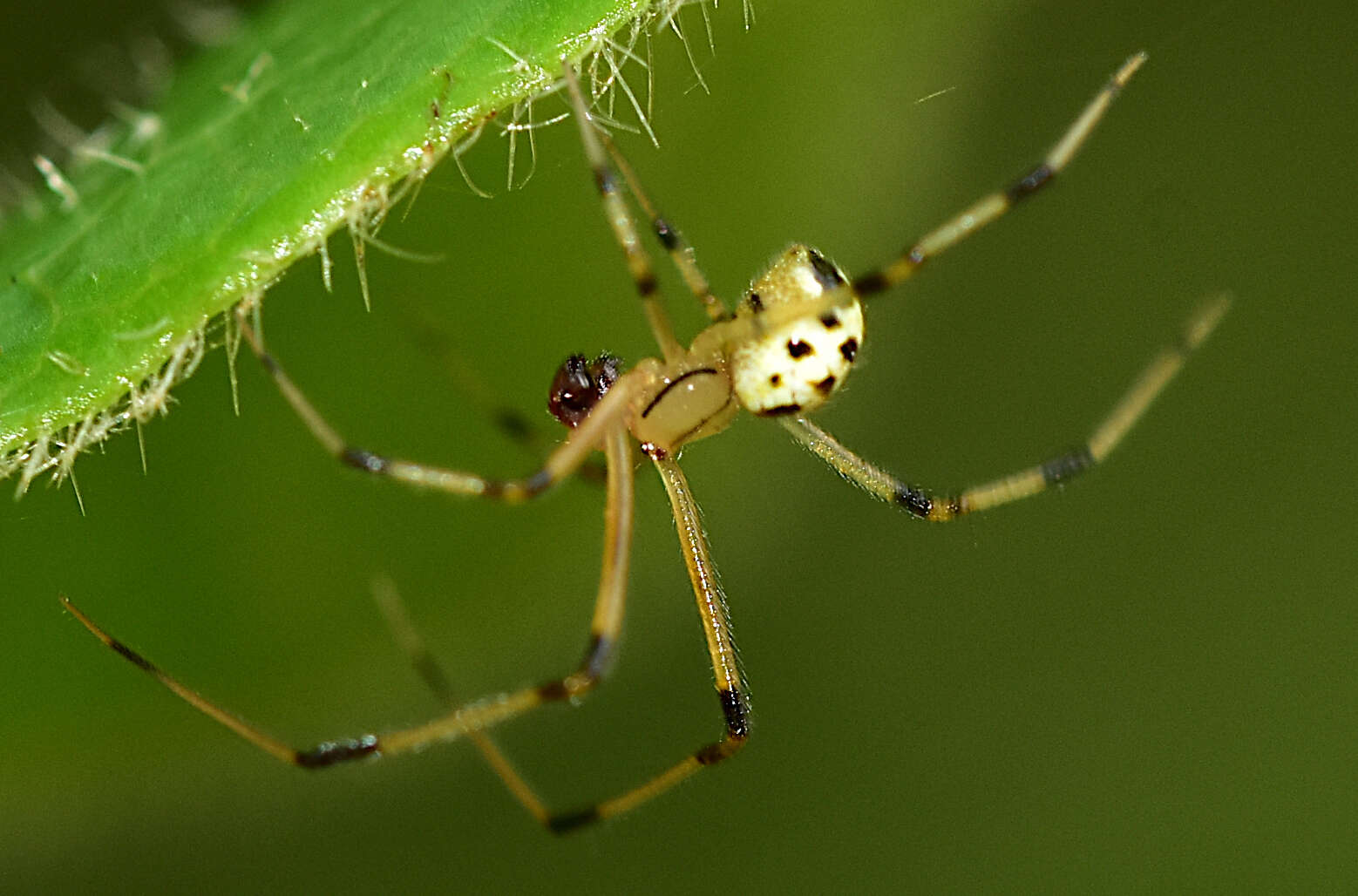 Image of Heterotheridion nigrovariegatum (Simon 1873)