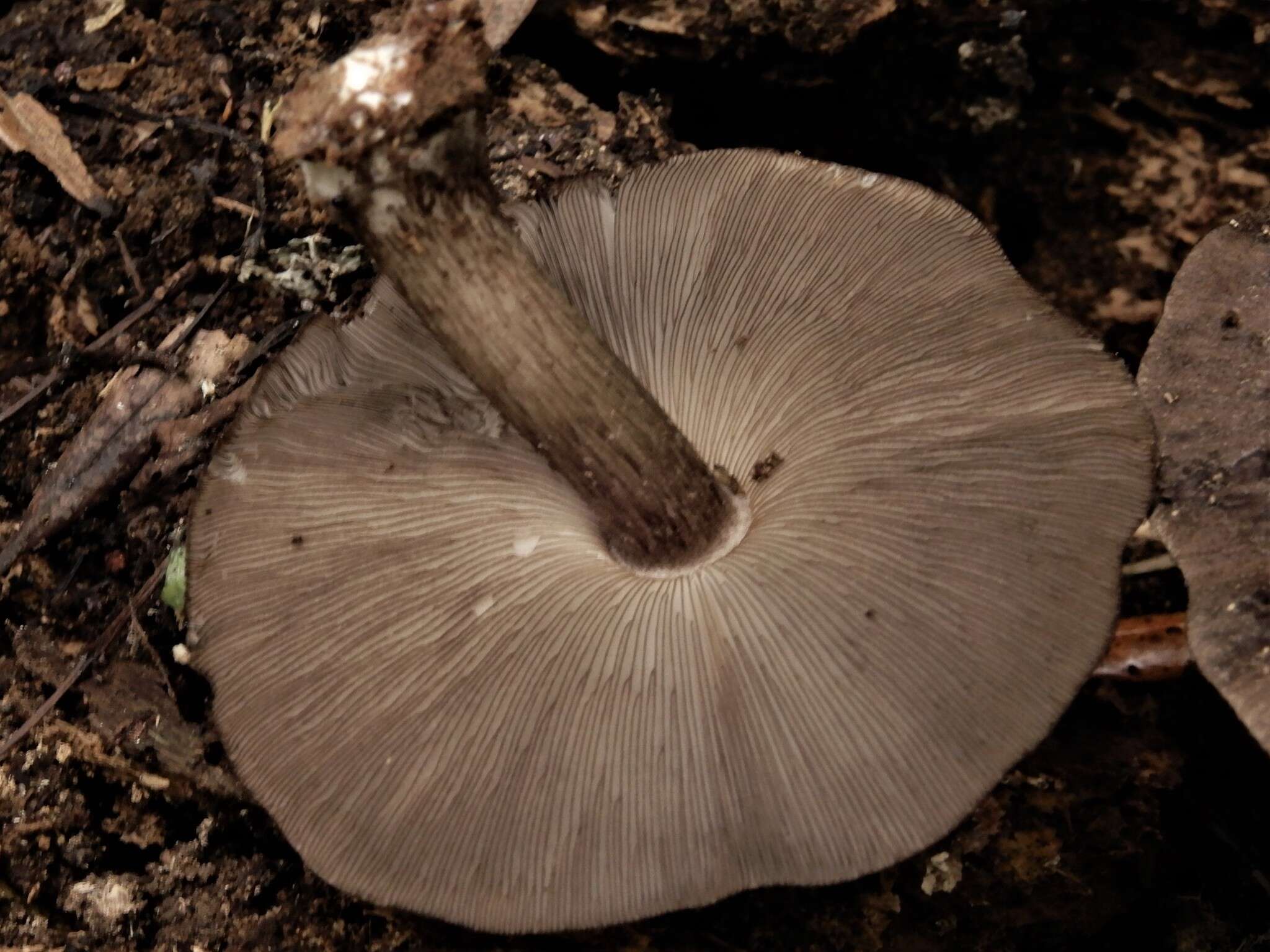 Image of Pluteus microspermus E. Horak 2008