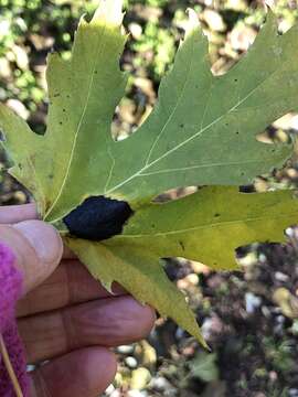 Image of Rhytisma americanum Hudler & Banik 1998