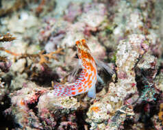 Image of Coral Hawkfish