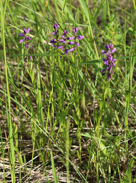 Image of tufted milkwort